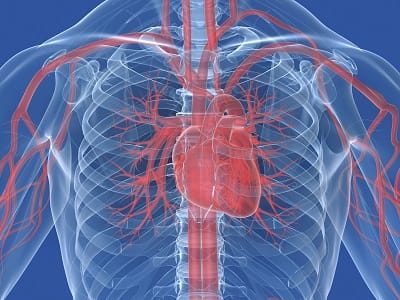 vascular-system.jpg